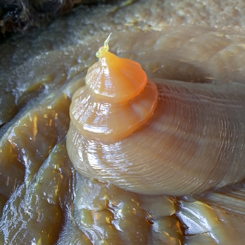 General purpose lithium grease